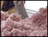 Insulation Removal